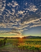 Sunset over the vineyards on Eastside Road.  Made special by the clouds stretching overhead.  Near Healdsburg, CA.