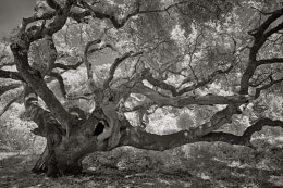 Los Osos Oaks State Natural Reserve features ancient sand dunes covered with centuries-old coast live oak trees.  Their massive trunks and gnarled branches twist into all sorts of fantastic shapes. This is a specimen growing near the trail.  Near Morro Bay, CA.