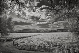 Parting oak trees reveal a lovely vineyard. Infrared. Eastside Road near Healdsburg, CA.