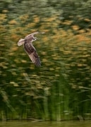An osprey stares at me as it fishes. The bird of prey is flying over Oso Flaco Lake near Callender, CA.  In remembrance of bird photographer Jim Cyb.