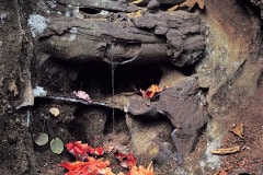 In a deep crevice at the base of a natural arch, a single strand of spiderweb mimics a waterfall.  Fall in Red River Gorge National  Landmark, KY, where there are more than 100 sandstone arches.