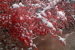 An early snow clings to fall leaves in the Clear Creek region of Zion National Park, UT.  It is cold! The water in the creek has frozen solid.  The maple leaves will have to unthaw to fall.