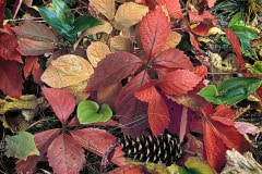 Brightly colored leaves decorate the forest floor at Lake Superior Provincial Park in Ontario, Canada, signaling the season of Fall.