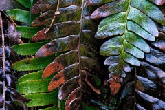Nada Tunnel is covered in ferns and the fallen rain glistens on the leaves.  In Red River Gorge near Slade, Kentucky.