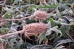 Frost covers fallen Russian Thistles as well as the growing plants.  Fall in Kentucky near Red River Gorge.