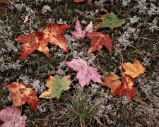 Maple leaves fall onto a bed of reindeer moss and ferns making the Canadian shield very striking with its glorious fall colors.  Lake Superior Provincial Park, Ontario, Canada.