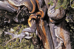 Bristlecone pines are thought to reach an age far greater than that of any other single living organism known, up to nearly 5,000 years.  They grow, stunted and half dead, where no other tree can grow in the White Mountains above Lone Pine, CA.