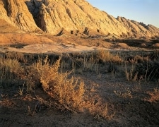 The loneliest jeep road in the most desolate desert.  As we made camp, the setting sun bathed this tumbleweed in golden light which went dark the moment after I took the photograph.  Spencer Flat Road, Escalante, UT, near Red Breaks.