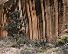 In a canyon noted for its vertical walls, the dark desert varnish streaks the walls.  Thousands of years are required to form a complete coat of manganese-rich desert varnish so it is rarely found on easily eroded surfaces.  Plenty of time for the tree and other plants to grow at the base of the cliff.  Capitol Reef near Hanksville, UT.