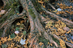 As I sat on these notably red colored roots admiring the falls on the Sand River, I decided that my seat was more scenic that the falls-and instead they were the subject! The fall leaves and moss added to the beauty of the gnarled roots. Lake Superior provincial park in Ontario, Canada.