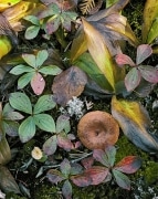 A variety of fungus decorates the fall leaves: Reindeer moss and mushrooms with trillium.  Lake Superior Provincial Park in Ontario, Canada.