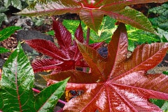 MauiWild castor bean is wet due to the downpour of rain.  This plant is not to be trifled with as it actually contains Ricin poison.  Honolua Bay, Maui, HI.