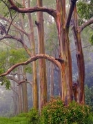 Patches of red outer bark shed to reveal a  green inner bark.  A passing cloud engulfs these rainbow eucalyptus on the road to Hana, Maui, Hawaii.