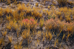 Just some backlit grass by the side of the road.  The front is totally boring but this side shows the yellows and reds as the setting sun shines through.  Wild Horse Rd near Goblin Valley, Green River, UT.