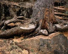 This ancient Ponderosa Pine has shed the year's cones which lay near its gnarled roots in abundance.  In the Clear Creek region of Zion National Park, UT.