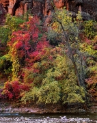 Fall at the Gateway to the Narrows includes brilliant maples, red canyon walls, and the Virgin River flowing in the foreground. Zion National Park, UT.