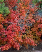 Resembling the stamen and pistil of a giant flower, the dead tree protrudes from brilliant red "petals" which are maple trees. Clear Creek region, Zion National Park, UT.