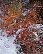 An early snow clings to fall leaves in the Clear Creek region of Zion National Park, UT.  It is cold! The maple leaves will have to unthaw to fall.