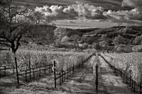 Fall in the vineyard during an afternoon wine tasting at Maroon Vineyards.  Rows of yellow grape leaves extend to the valley as clouds dramatically float overhead.  Infrared.  Napa, CA. Fall in the vineyard during an afternoon wine tasting at Maroon Vineyards.  Rows of yellow grape leaves extend to the valley as clouds dramatically float overhead.  Infrared.  Napa, CA.