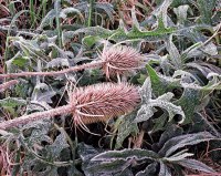 Frost covers fallen Russian Thistles as well as the growing plants.  Fall in Kentucky near Red River Gorge. Frost covers fallen Russian Thistles as well as the growing plants.  Fall in Kentucky near Red River Gorge.