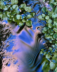 28 Sunlight falling on little swamp