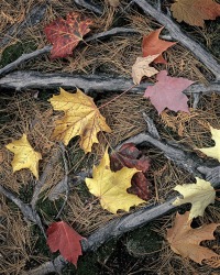 59 Maple leaves on roots 59 Maple leaves on roots