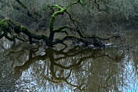 6-treeOverTheWater_DSC097_fb_1920x1281_U_100_Long-Edge