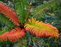 70 A fern in distress