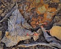 83 Head of Sinbad 83 Head of Sinbad