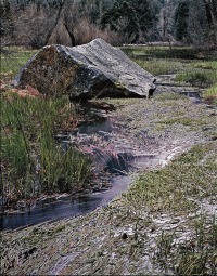 85 Mirror Meadow in Rain 85 Mirror Meadow in Rain