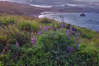 Lupine_JennerHeadlands_R4_9613_fb_2560_
