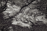 PineFlatRd_Sonoma_VIR1195-fb_2560_