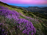 PineFlat_SunsetWLupines_GFX5203_fb__IG