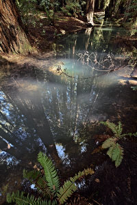 armstrongwoods_R4_5453_fb
