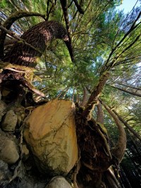 boulderTree_R4_1465 boulderTree_R4_1465