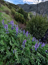 lupine_geyserRd-_GFX5162-fb2