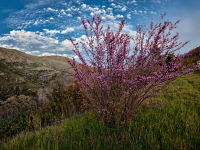 redbud_geyserRd-_GFX5148FB._noborder