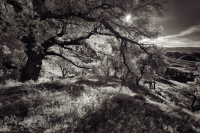 sonoma_pinecreek_VIR1192 fb__IG