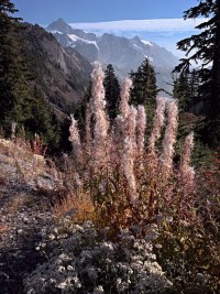 whiteTopPlant_R4_1564_ss whiteTopPlant_R4_1564_ss