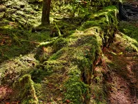 1_ancientGrovemossyLog_R4_1416_7_8_2000x1500_H_20_G2_LessQualityWGrain