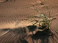 DuneGrass_OceanShores_DSC7819_ss_2000x1500_H_20_G2_LessQualityWGrain
