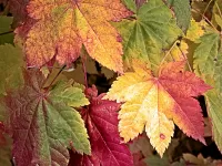 Leaves_OldPipelineTrail_TumwaterCynBridge_R4_1658_2000x1500_H_20_G2_LessQualityWGrain