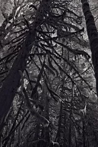 MossTrees_VIR7567_1334x2000_H_20_G2_LessQualityWGrain