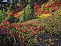 MtBaker_artistpt_R4_1521_2000x1500_H_20_G2_LessQualityWGrain