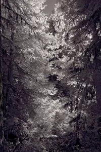 QuinaltThruTrees_VIR7531_1334x2000_H_20_G2_LessQualityWGrain
