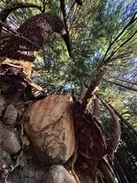 TreeBoulder_HohRF_R4_1464_ss_1500x2000_H_20_G2_LessQualityWGrain