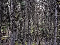 baretrees_R4_1388_2000x1500_H_20_G2_LessQualityWGrain