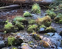 behindLog_R4_1362_2000x1600_H_20_G2_LessQualityWGrain