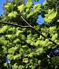 brightLeaves_R4_1030_1526x1800_H_20_G2_LessQualityWGrain