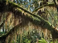 crossed_hoh_R4_1181_fb_2000x1500_H_20_G2_LessQualityWGrain